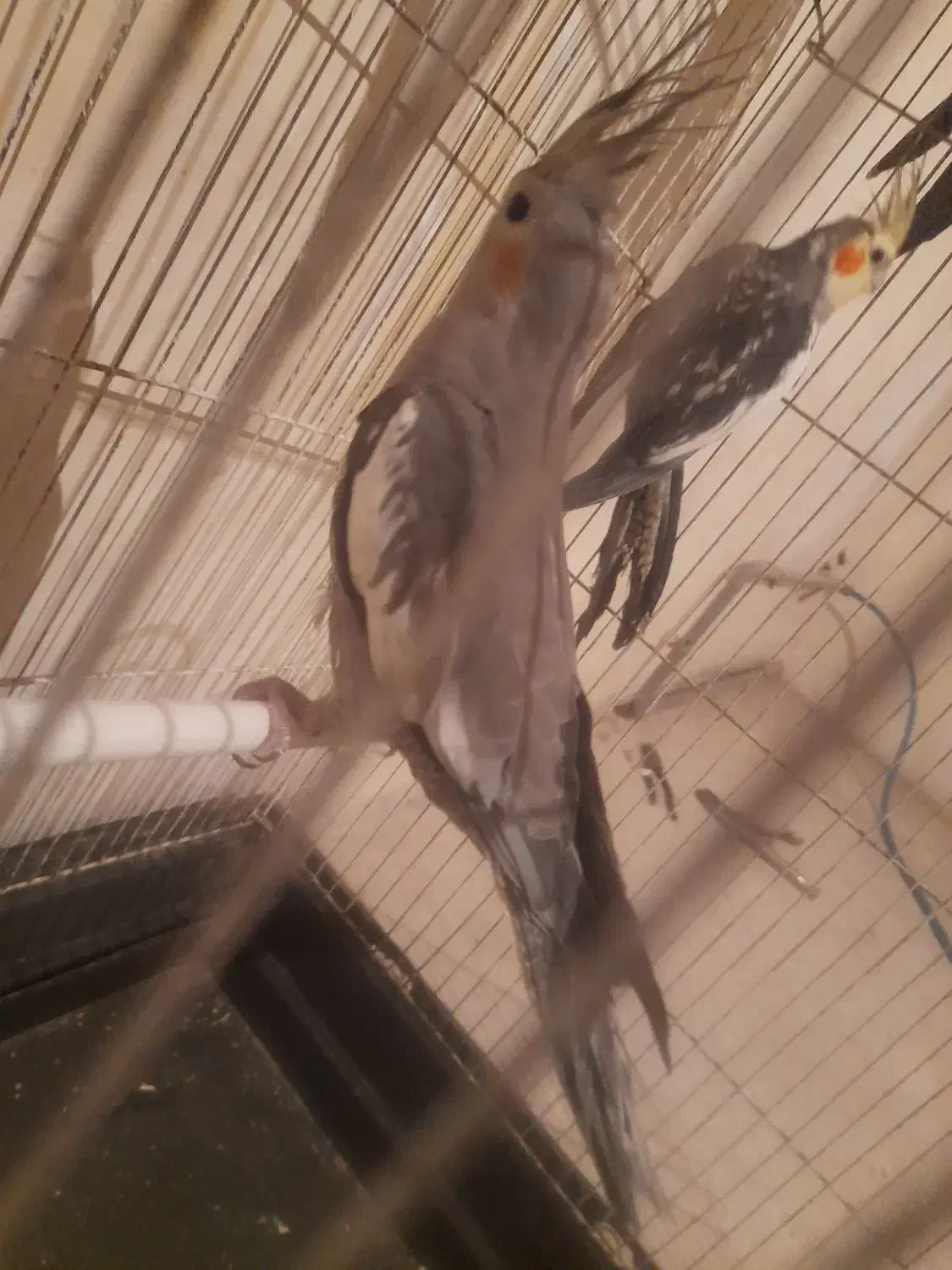 عروس|پرنده|ارومیه, |دیوار