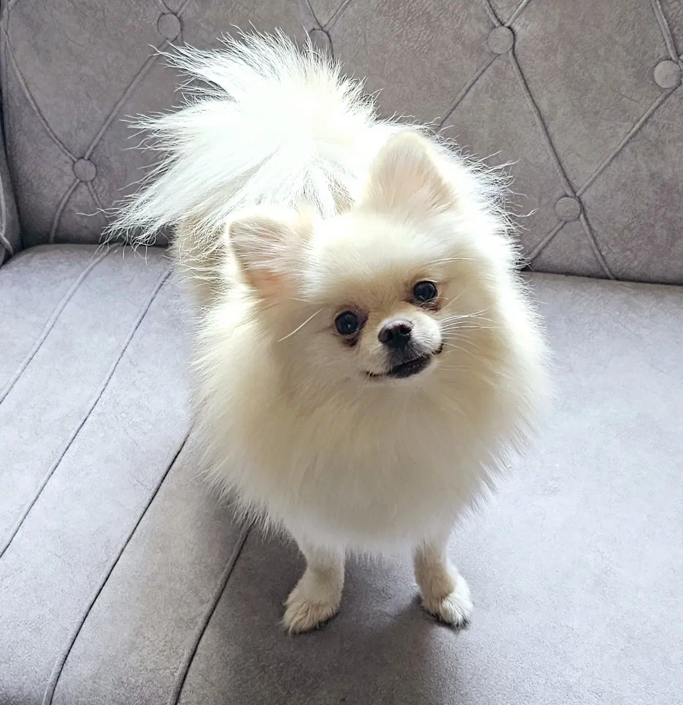 پامر ماده بالغ پامرانین|سگ|تهران, توحید|دیوار