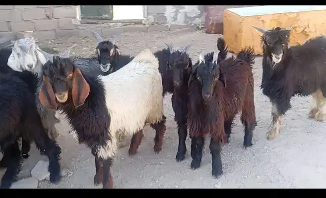 کهره نر ترکی|حیوانات مزرعه|شیراز, سرو|دیوار