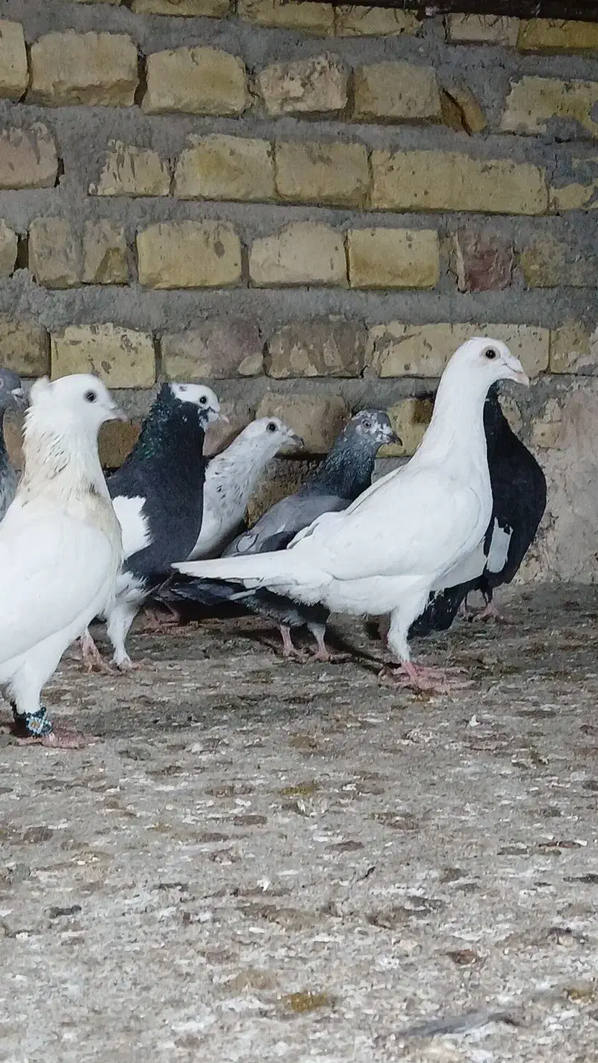 رنگی پلاکی|پرنده|یزد, |دیوار