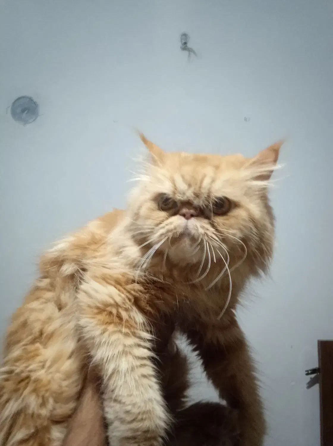 پرشین گارفیلدی|گربه|قدس, شهر‌قدس|دیوار