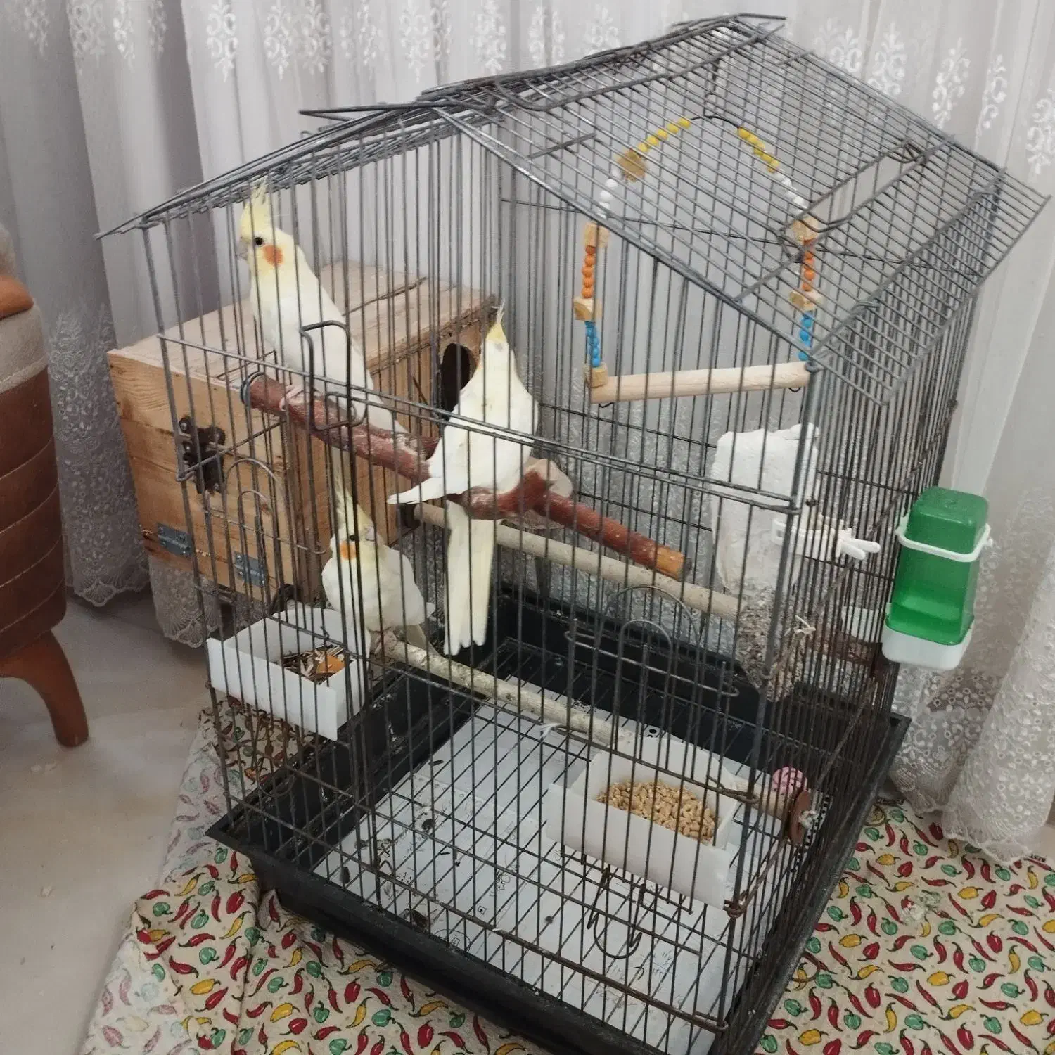 فروش عروس هلندی مولد با جوجه|پرنده|بندرعباس, |دیوار