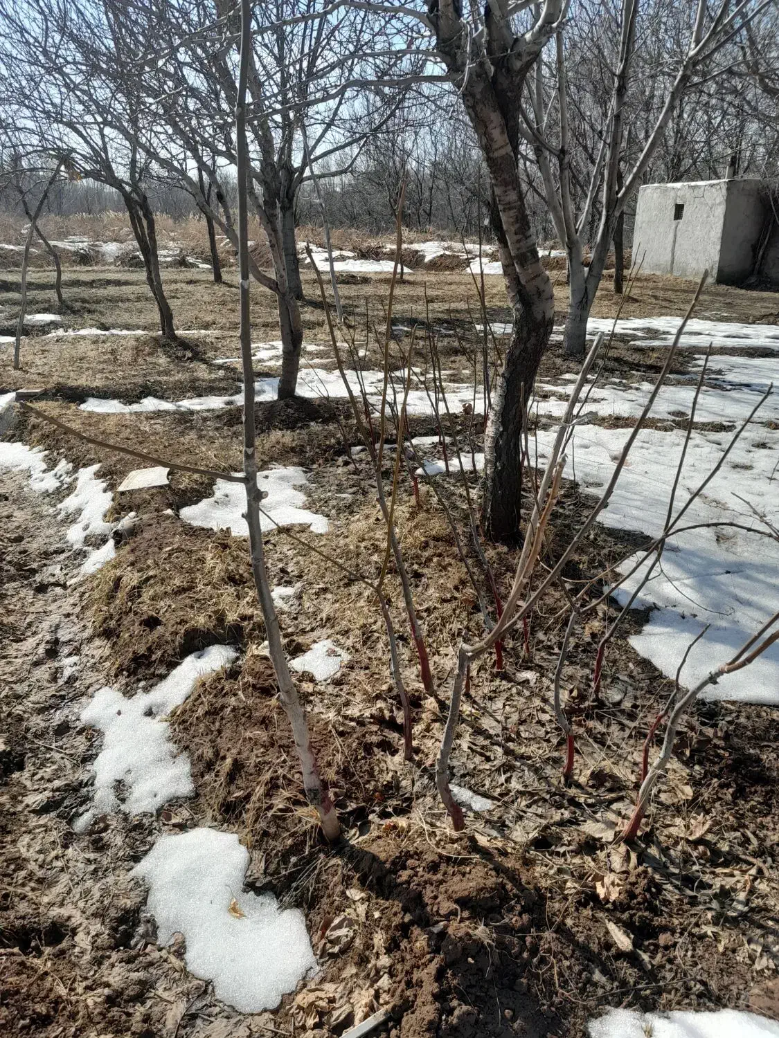 نهال گردو|خدمات باغبانی و درختکاری|قیدار, |دیوار