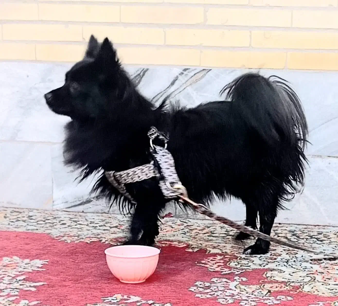 سگ پامر روباهی ماده|سگ|یزد, |دیوار