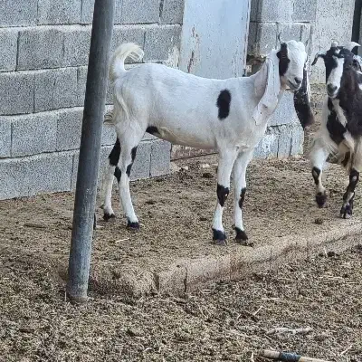 کهره کولار پاکستانی درجه یک|حیوانات مزرعه|شیراز, وزیرآباد|دیوار