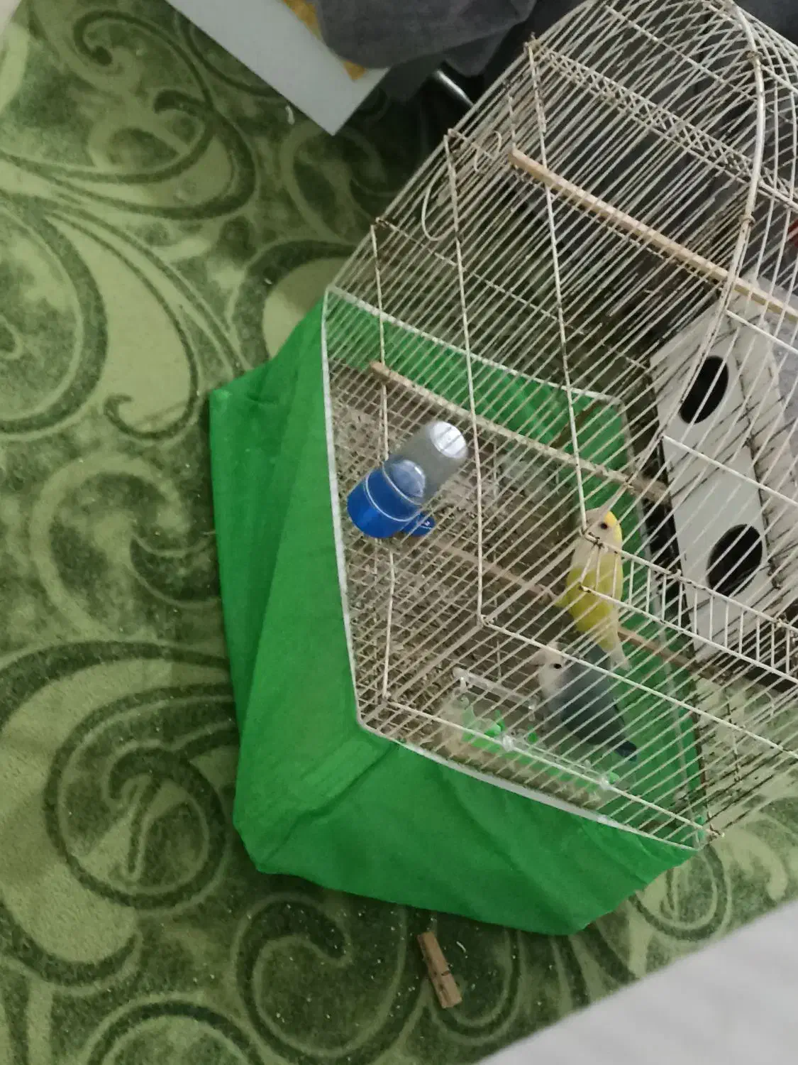 فروش طوطی برزیلی کوتوله|پرنده|مهر, |دیوار