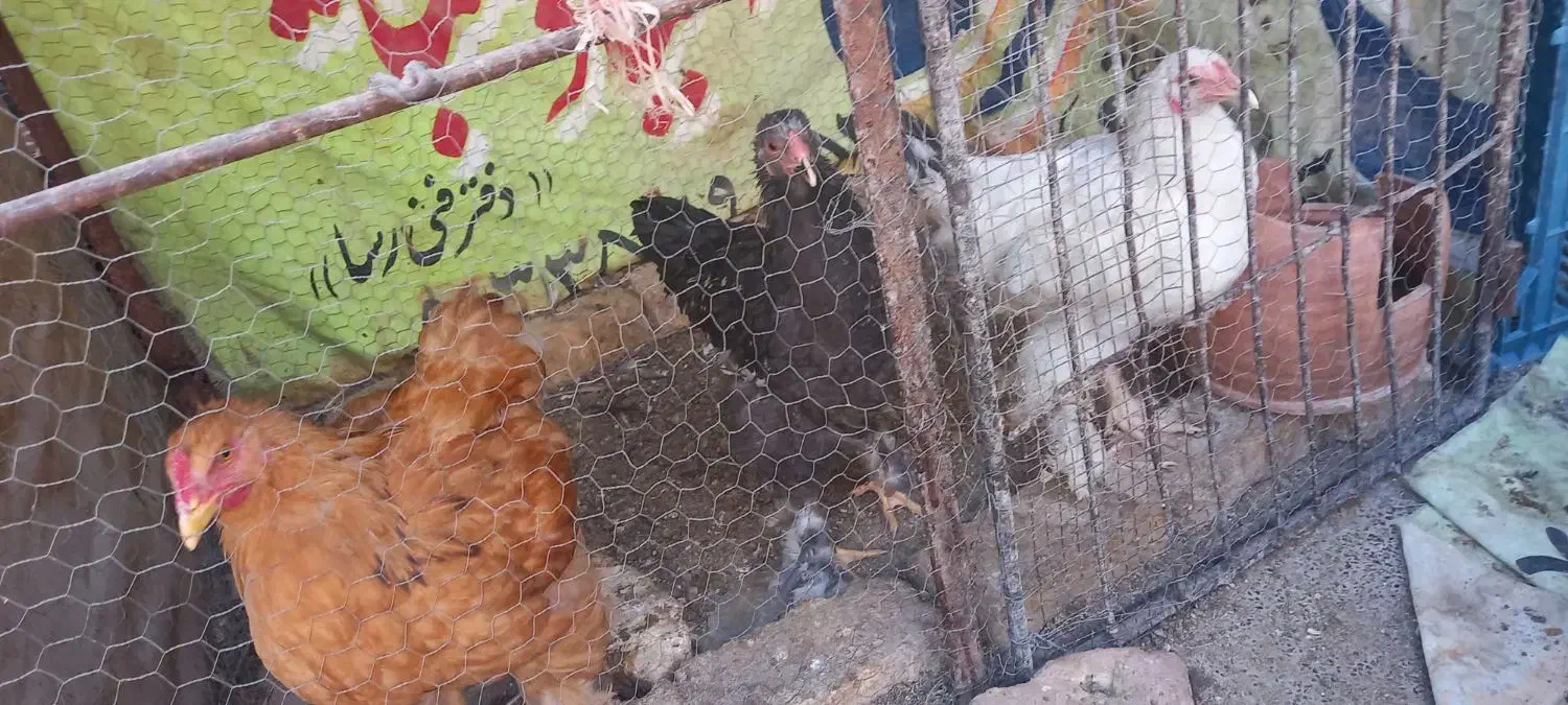 با سلام دوستان تعدادی خروس تقریبا ۵ماهه فروشی|حیوانات مزرعه|اردکان, |دیوار