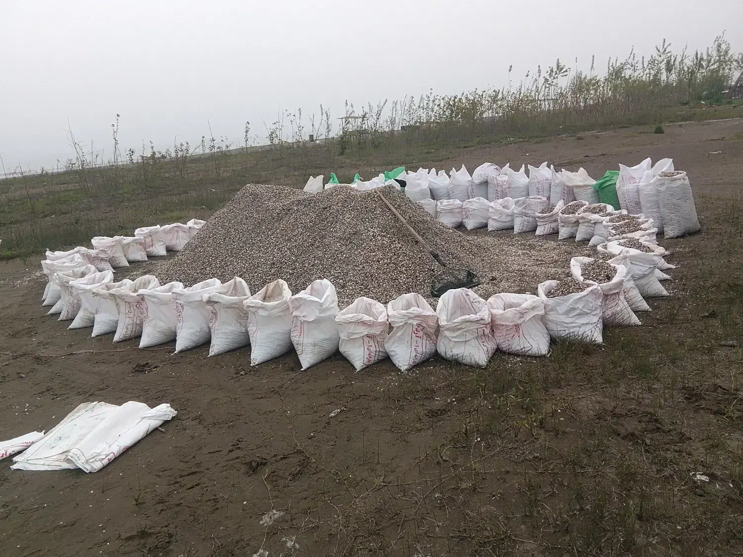 صدف دریاچه خزر|ماهی|بندر انزلی, سپیدکنار|دیوار