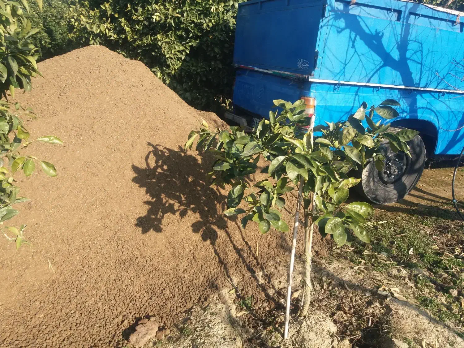 کود گاوی و گوسفندی|خدمات باغبانی و درختکاری|سورک, |دیوار