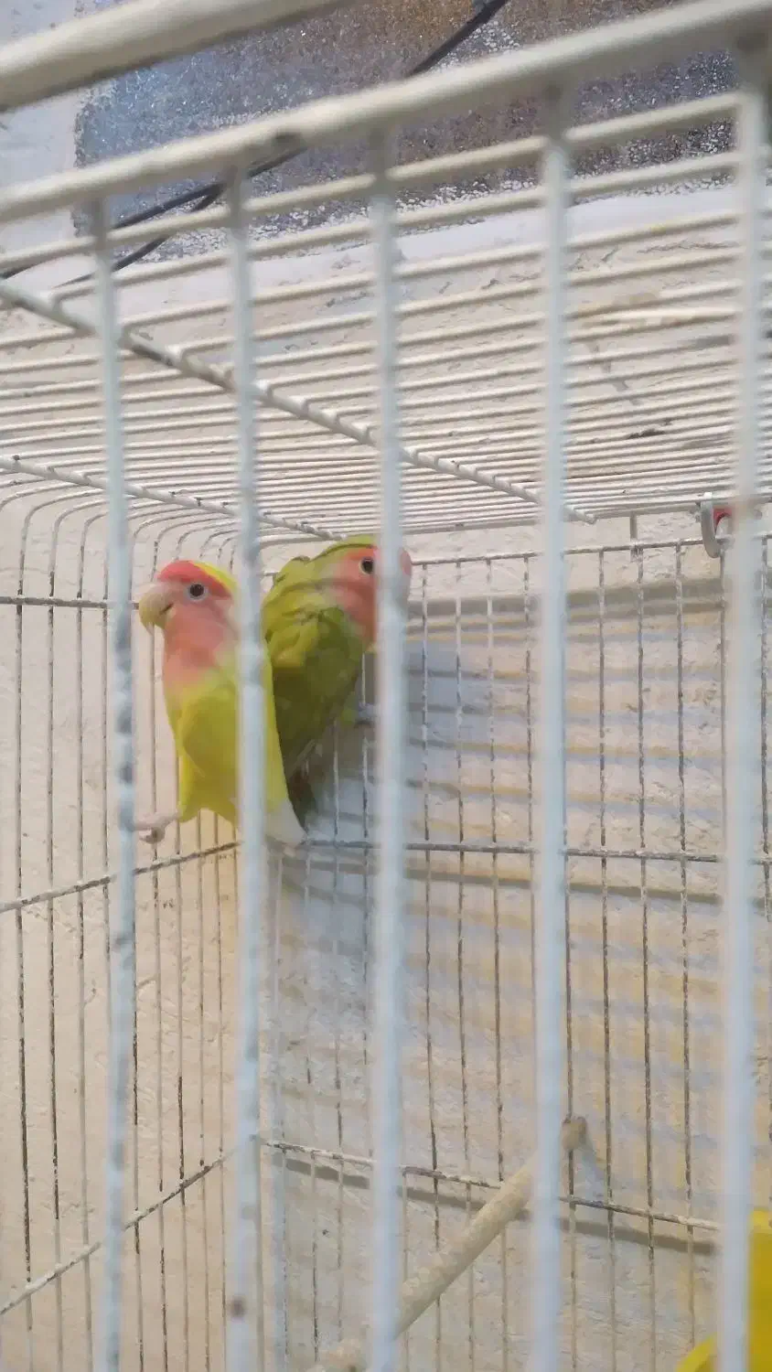 انواع‌طوطی‌ها‌به‌قیمت‌مناسب|پرنده|لالجین, |دیوار