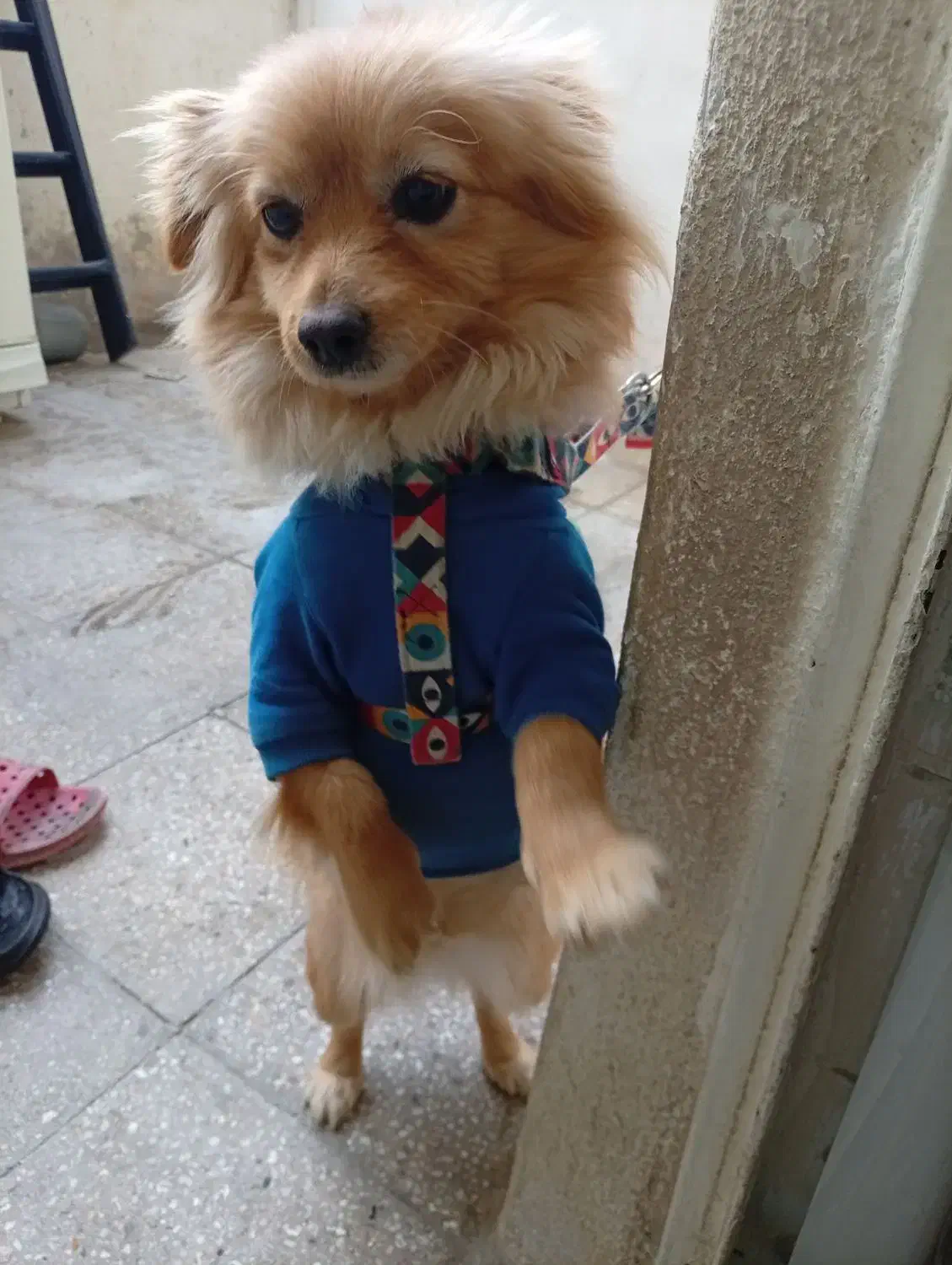 فروش|سگ|پاکدشت, پاکدشت (مامازند)|دیوار