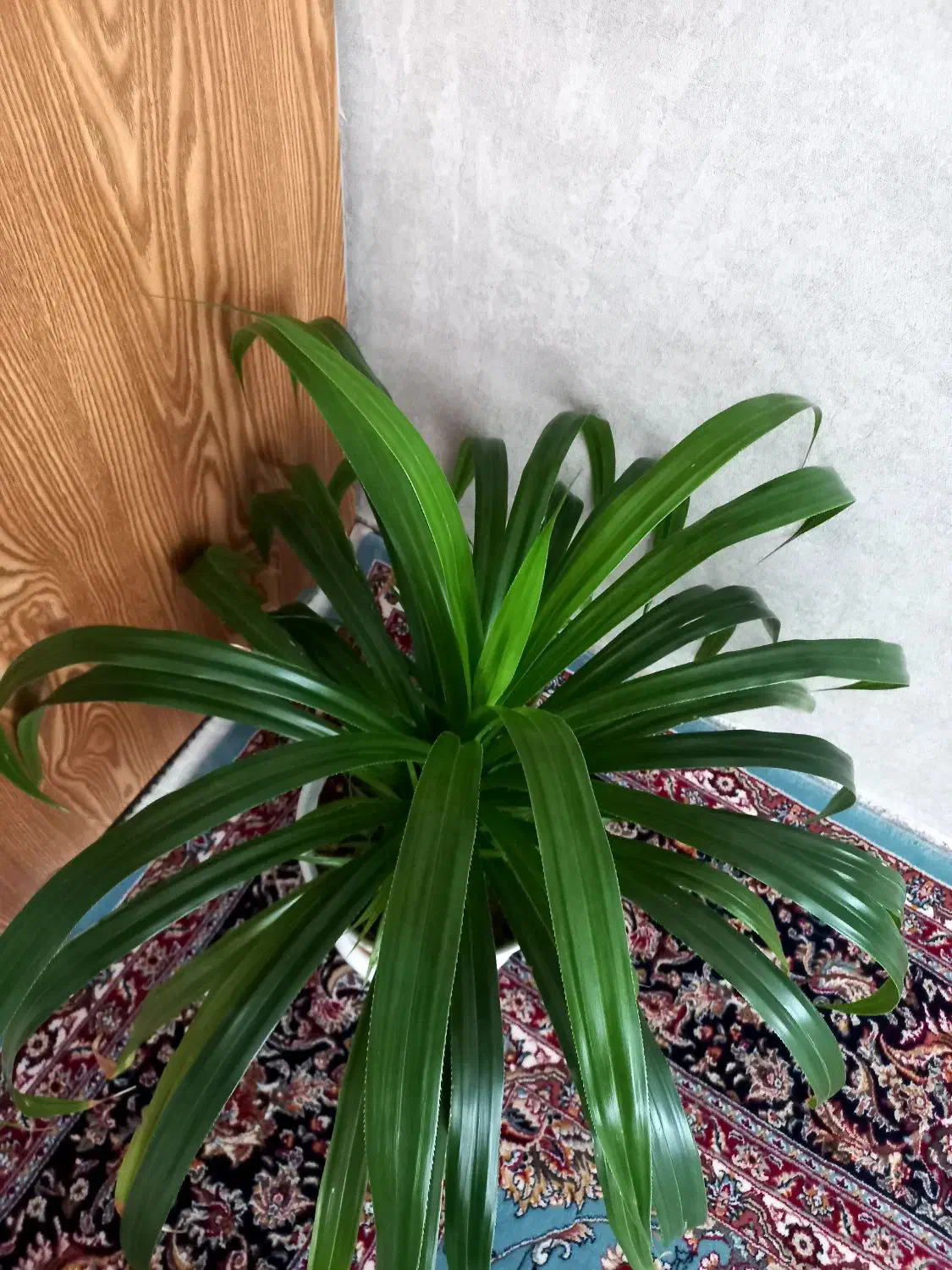 گل طبیعی بزرگ|گل و گیاه طبیعی|سبزوار, باهنر|دیوار