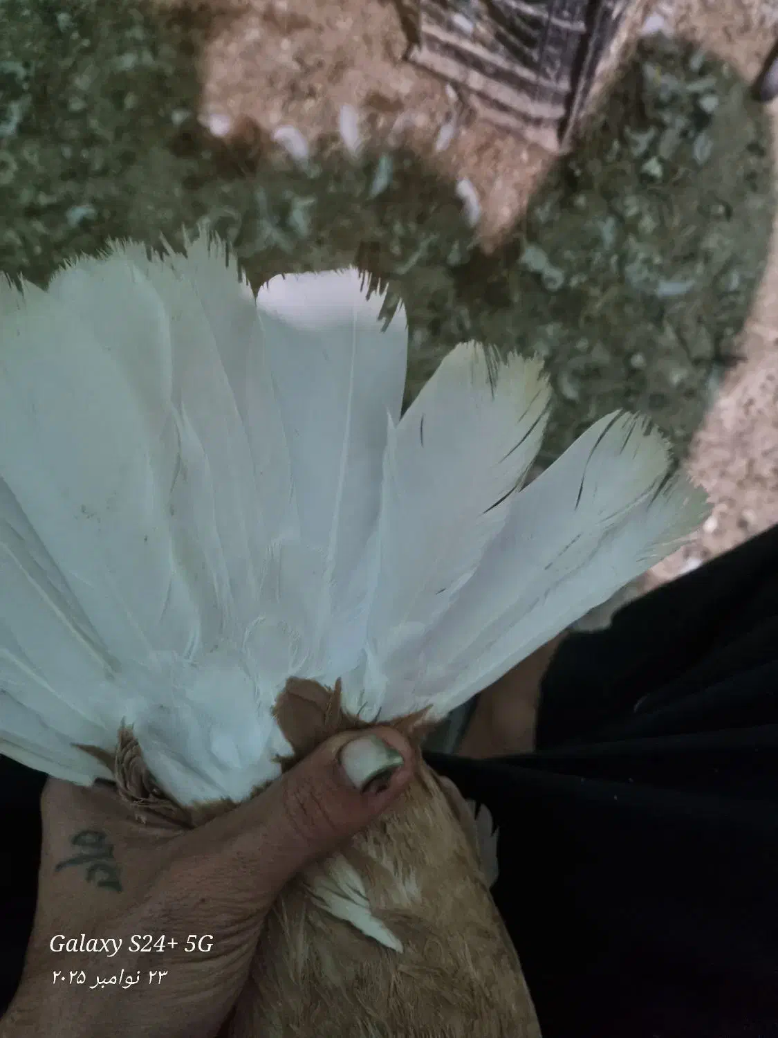 سرور کاکل و اشعل زرد درجه یک|پرنده|خرمشهر, |دیوار