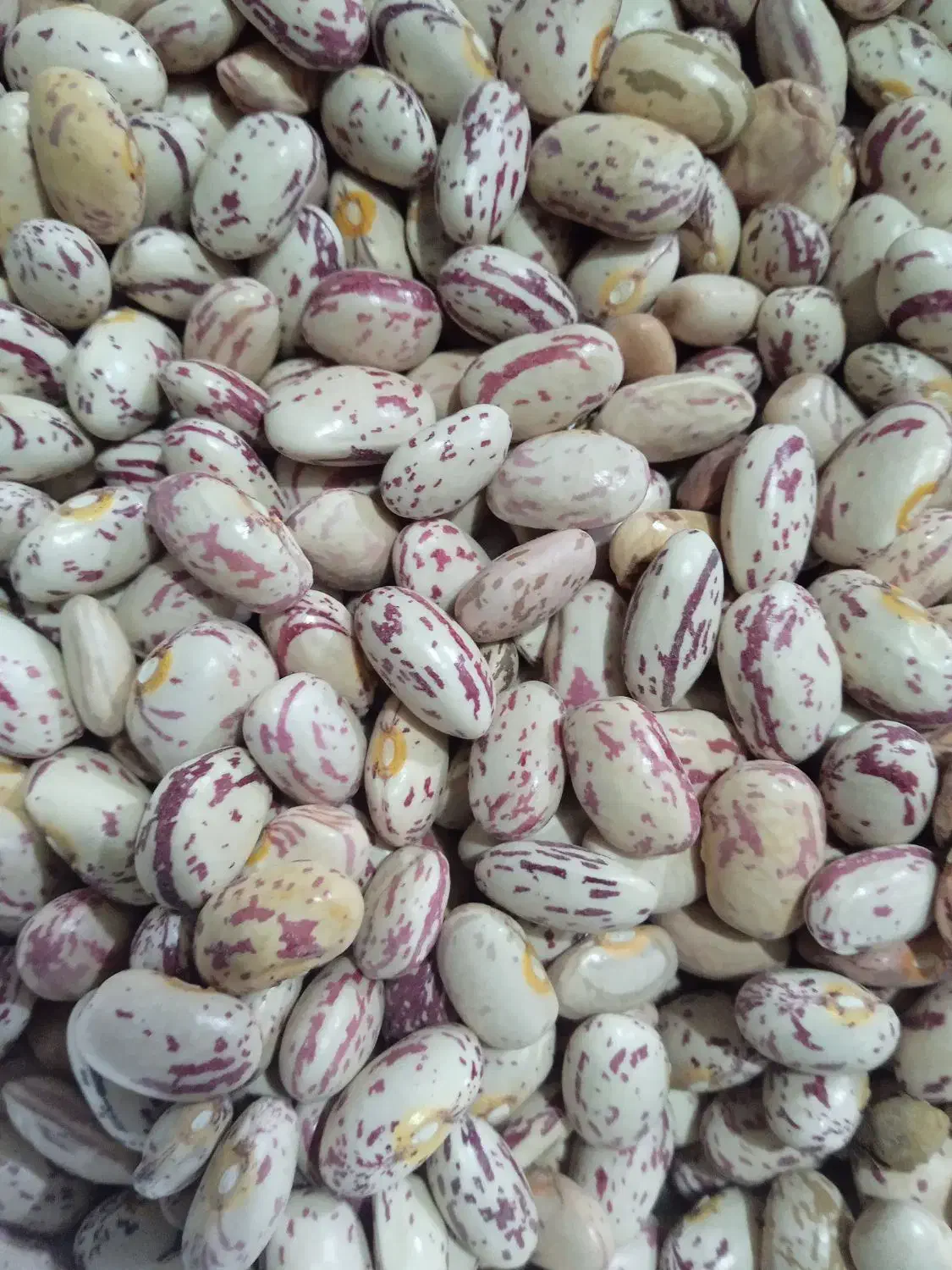 لوبیا چیتی تمیز فریدن|خوردنی و آشامیدنی|بوئین و میاندشت, |دیوار