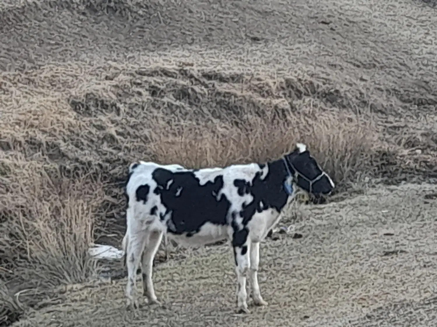 فروش‌گاو|حیوانات مزرعه|چاراویماق, |دیوار