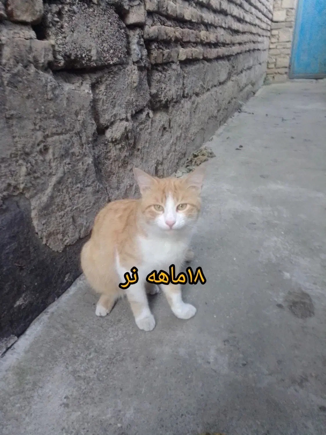 واگذاری تعدادی گربه به صورت رایگان|گربه|ساری, |دیوار