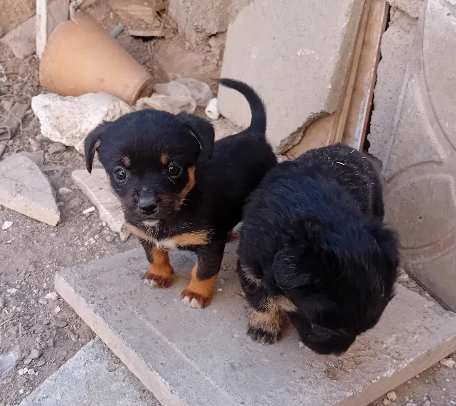 سگ پاکوتا۲ماه هردوماده هستن|سگ|نرماشیر, |دیوار