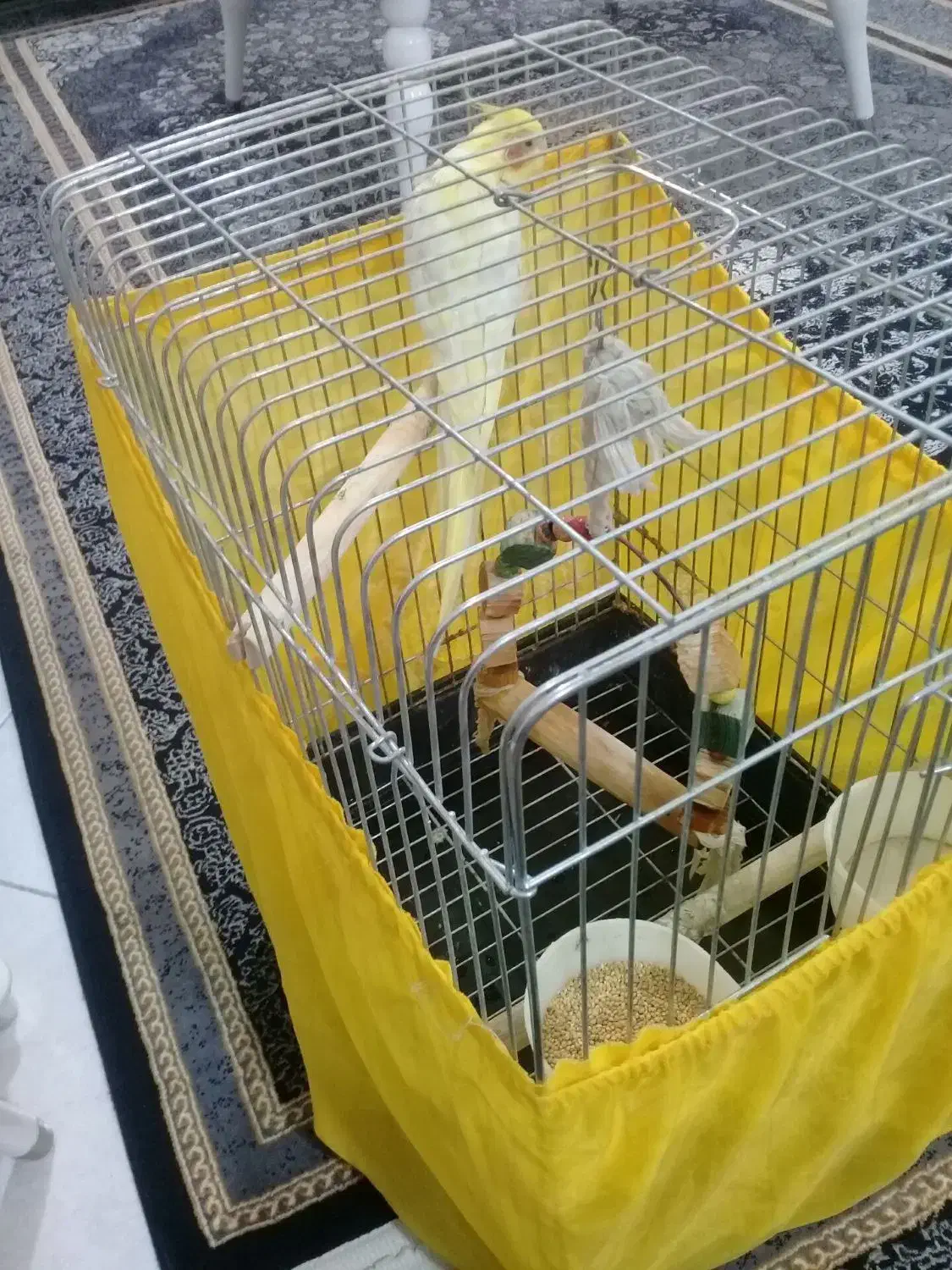 عروس هلندی لوتینو. نر.سخنگو|پرنده|شهریار, شهریار|دیوار