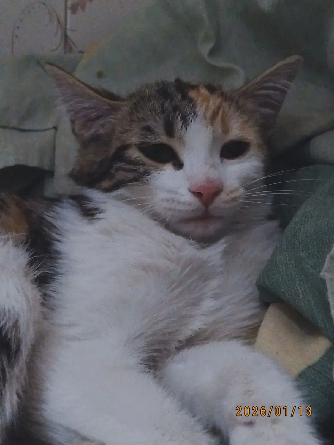 گربه گمشده|حیوانات|مشهد, مصلی (کارمندان اول)|دیوار