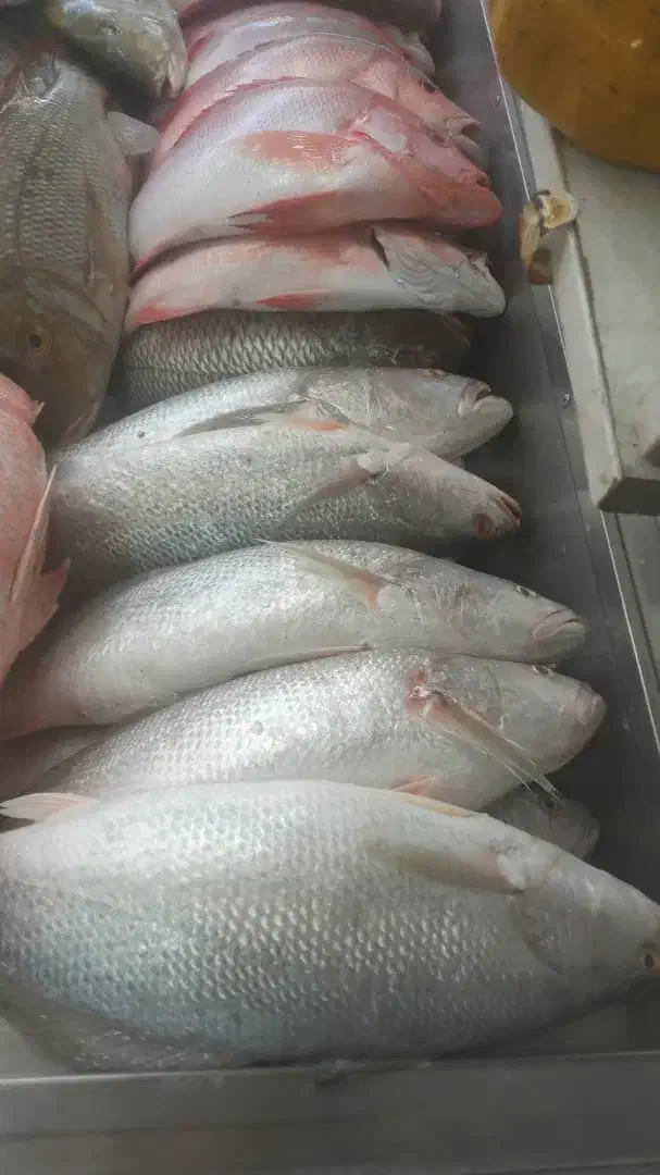 آن ماهی جنوب دریای|ماهی|یزد, |دیوار