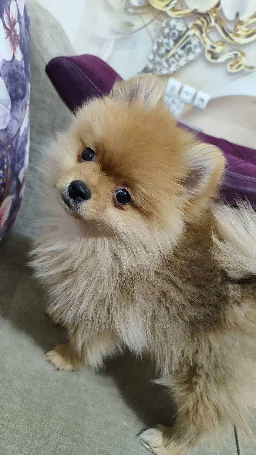 سگ پامر بسیار کوچیک و بازیگوش|سگ|شاهین‌شهر, عطار|دیوار