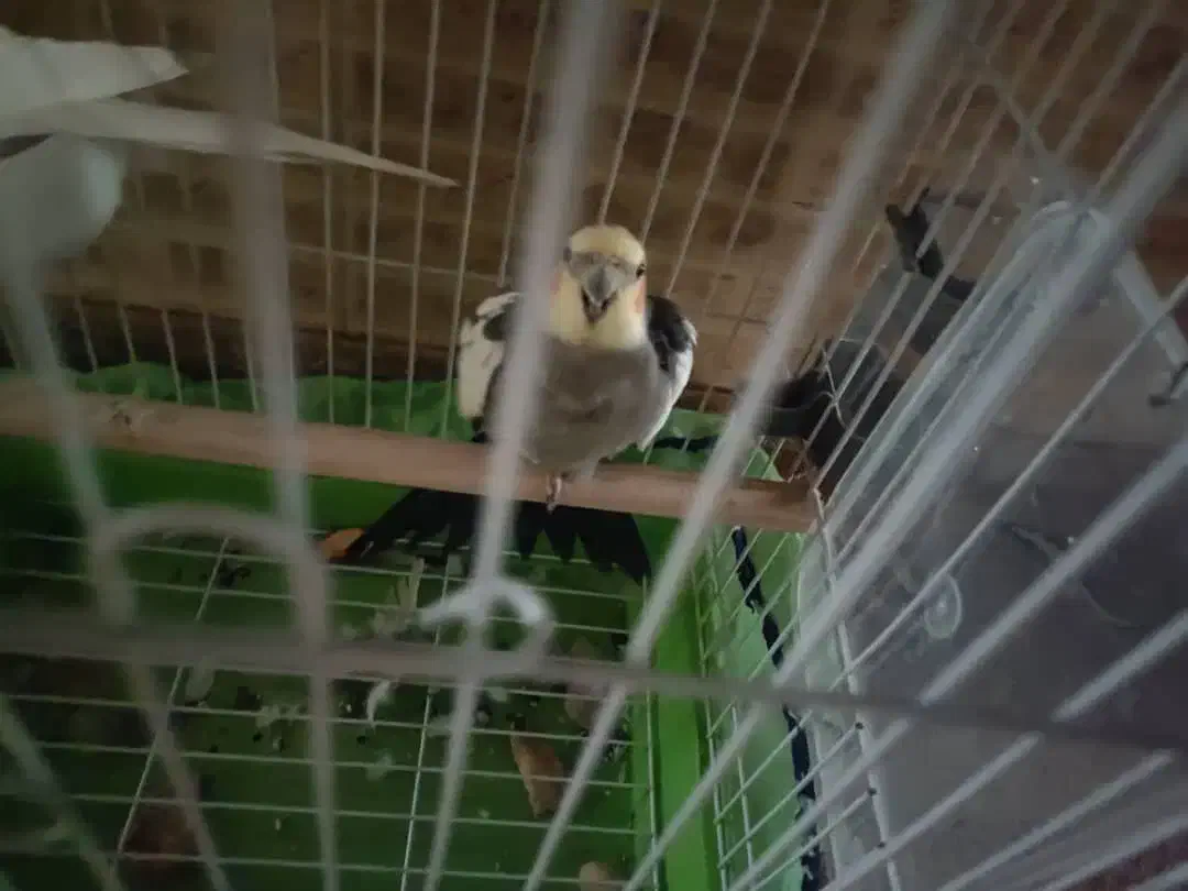 طوطی عروس جفت مولد|پرنده|هشتگرد, هیو|دیوار