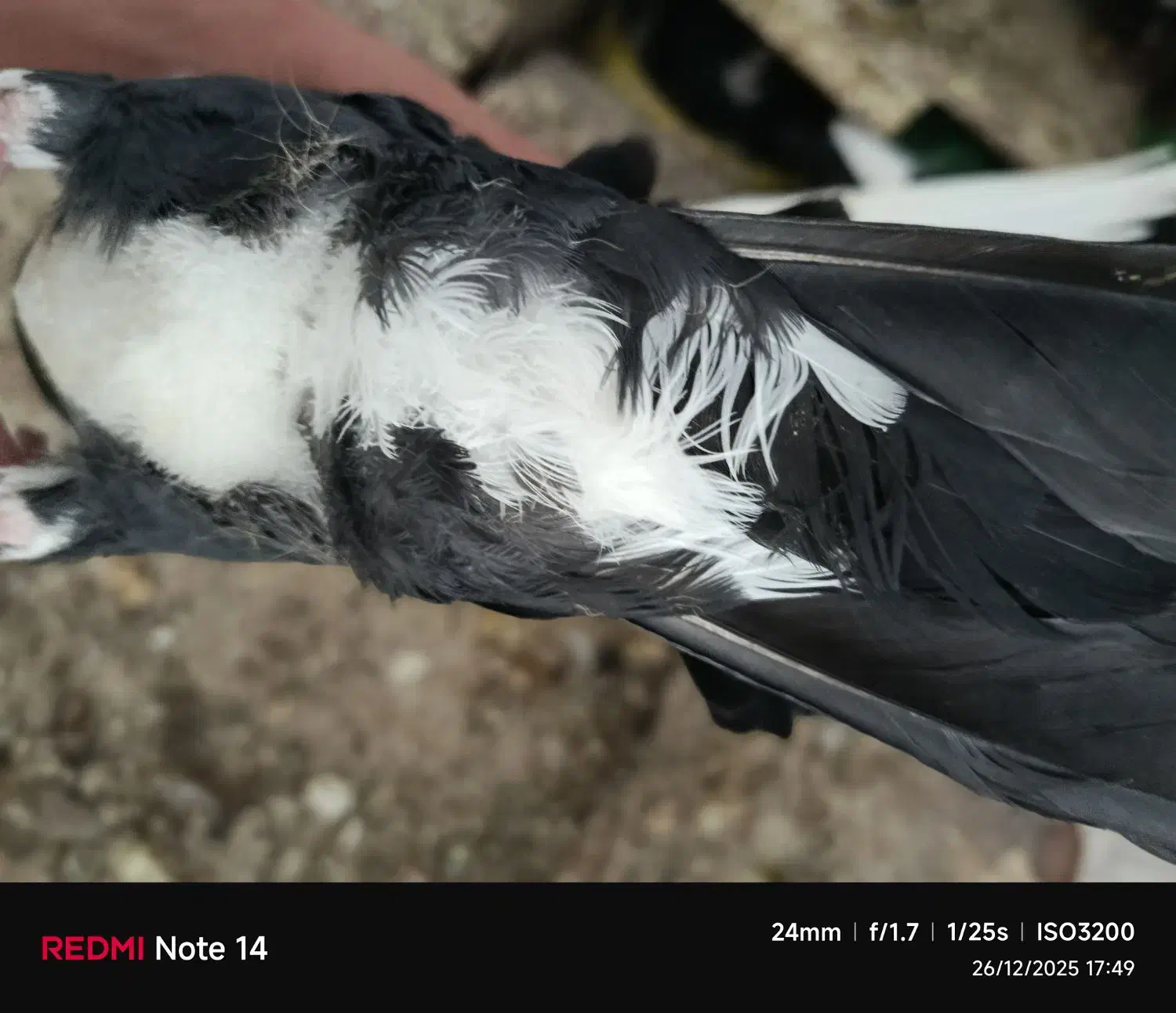 پلنگ|پرنده|زرند, |دیوار