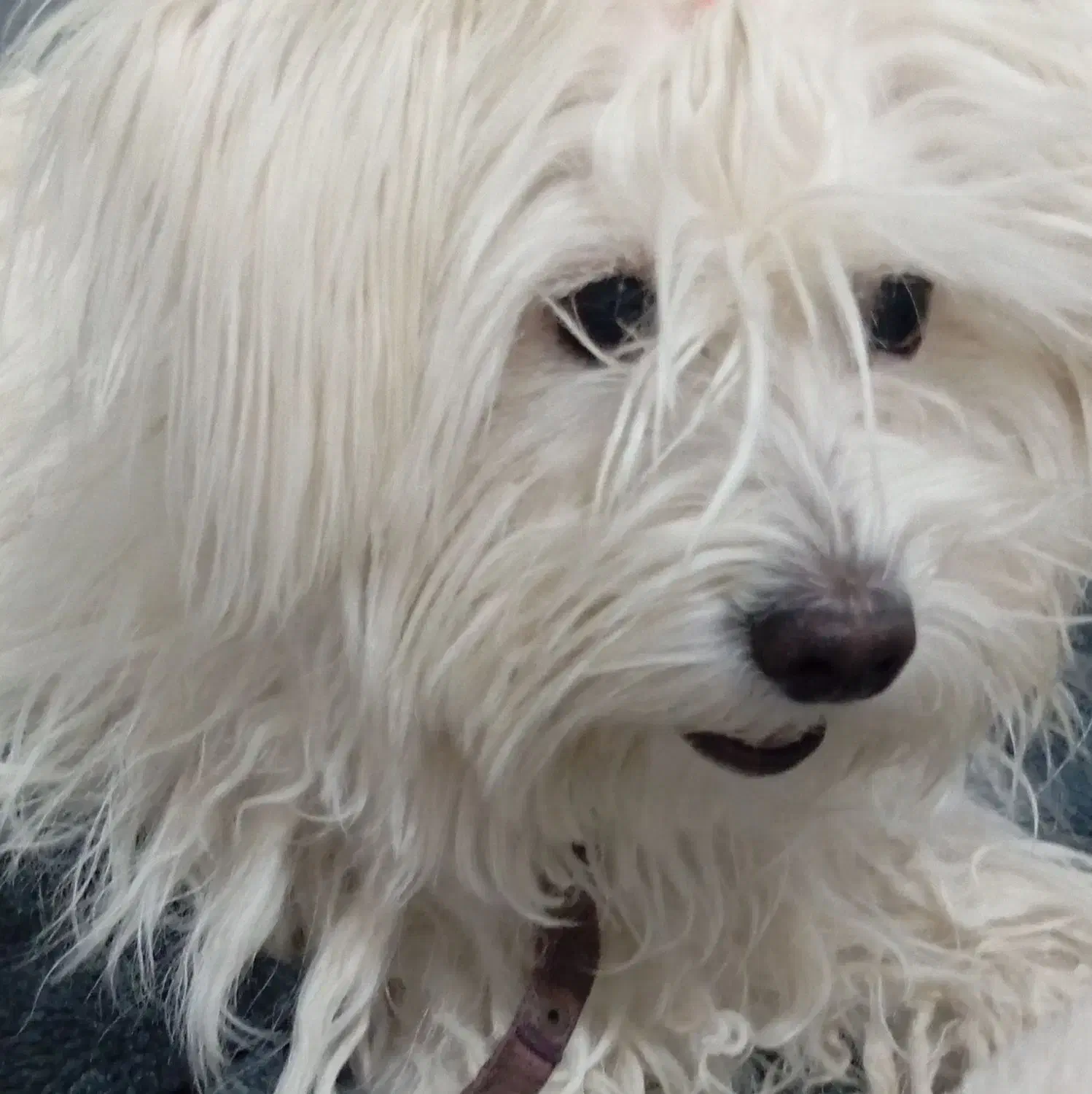 سگ شیتزو سفید|سگ|تایباد, |دیوار