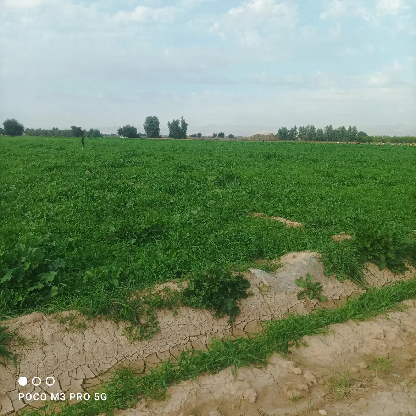 یونجه علف چین اول|فروش دفتر صنعتی، کشاورزی، تجاری|گتوند, |دیوار