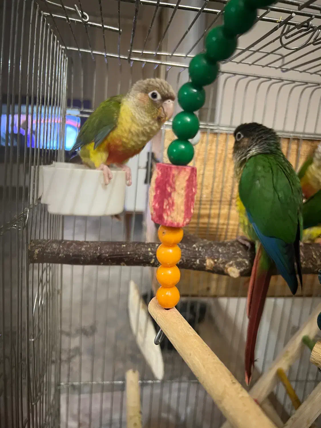 فروش جوجه گرینچیک|پرنده|شاهرود, |دیوار