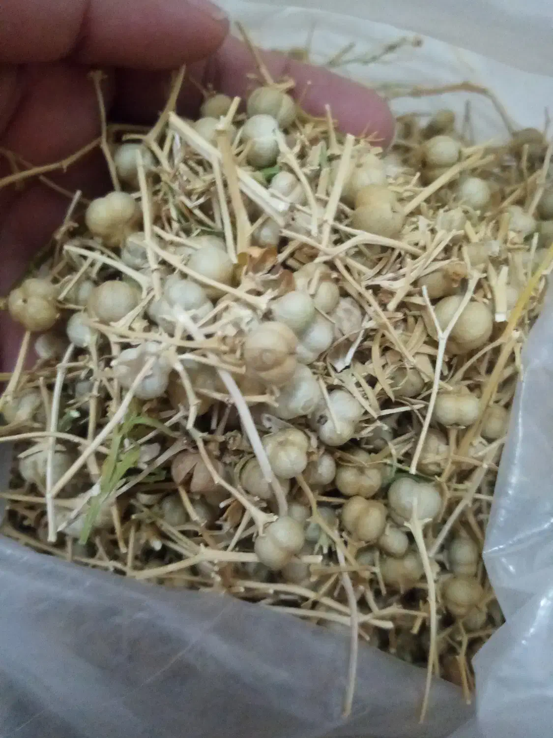 اسپندبومی تازه چیده شده فوق العاده خوشبو|خوردنی و آشامیدنی|اصفهان, هفتون|دیوار