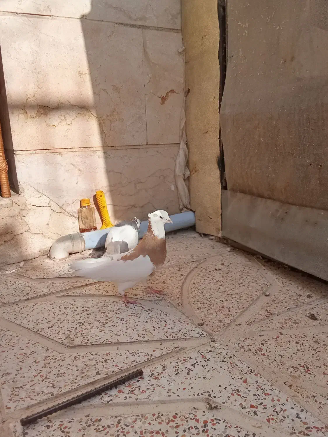 کبوتر|پرنده|اقبالیه, |دیوار