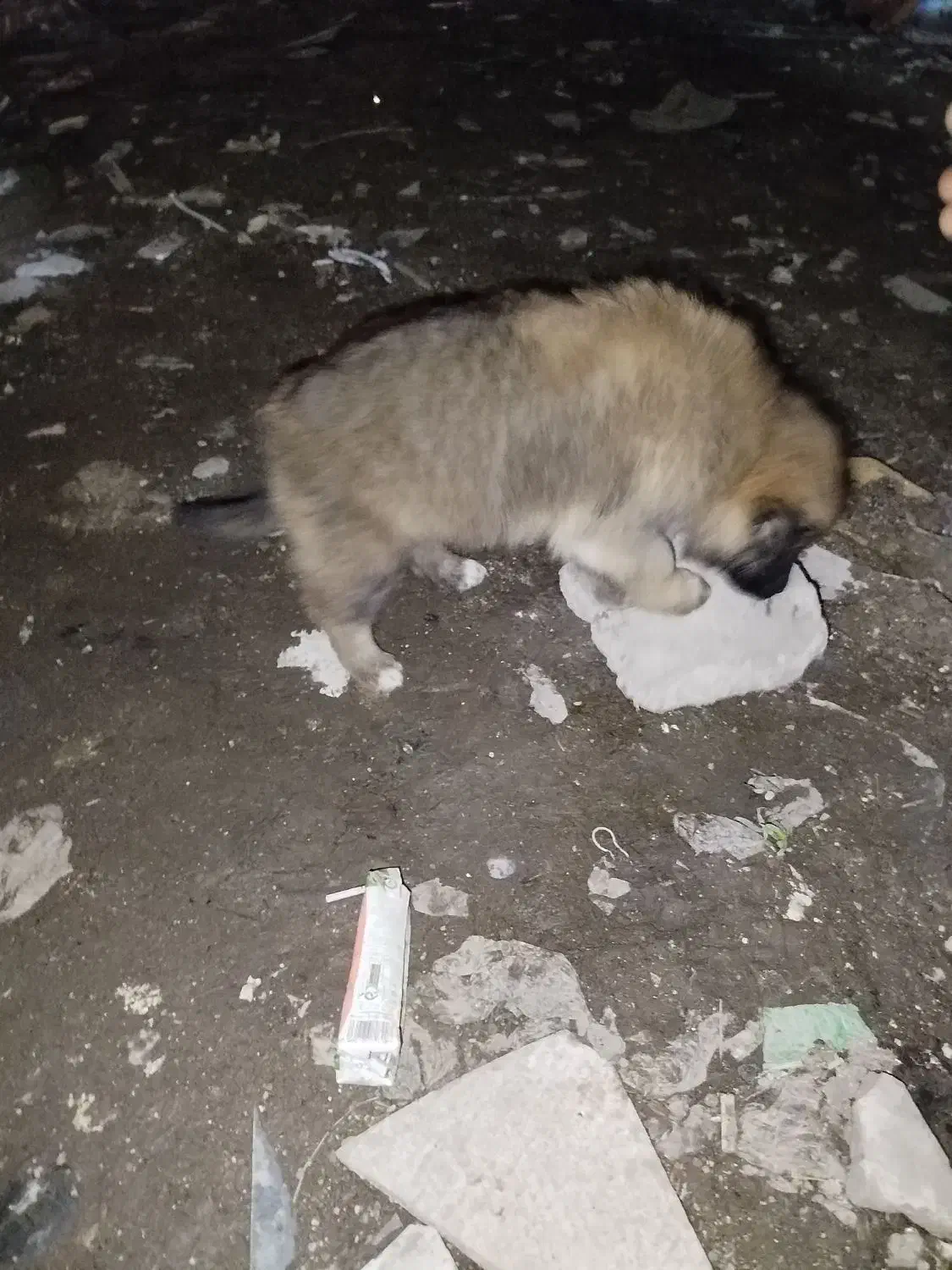 واگذاری توله ماده|سگ|رشت, حومه رشت|دیوار