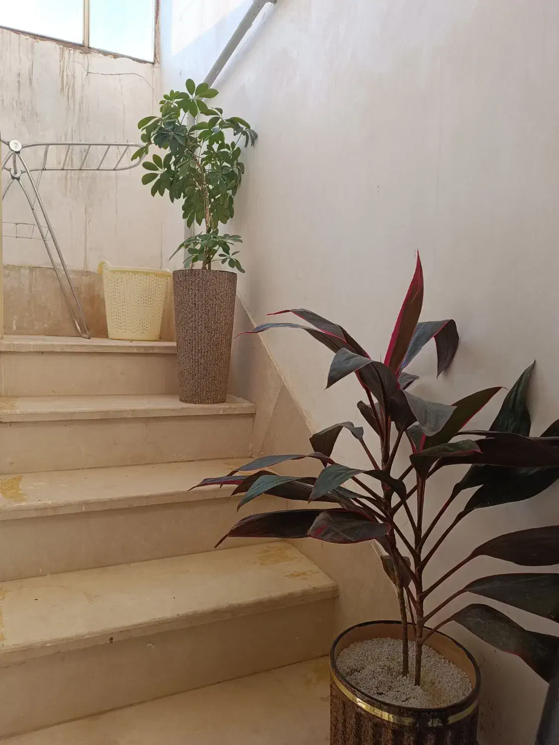 گل کردلین و شفلرا|گل و گیاه طبیعی|هرسین, |دیوار