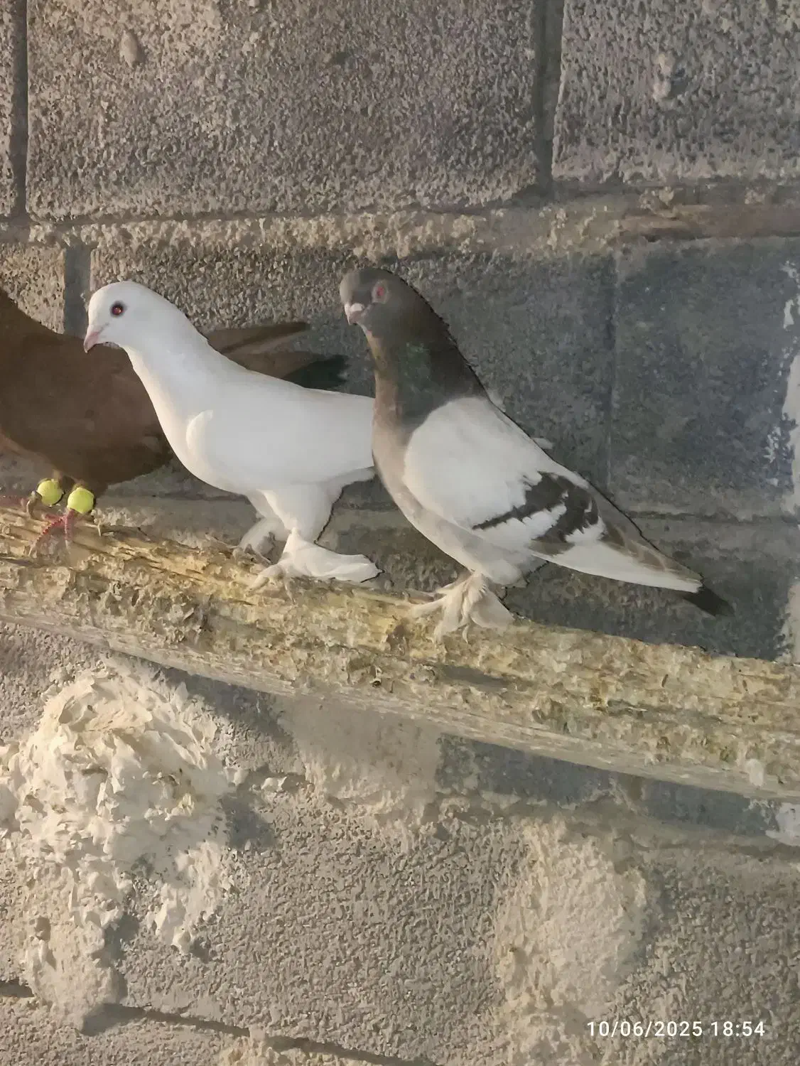 سبز|پرنده|تفرش, |دیوار