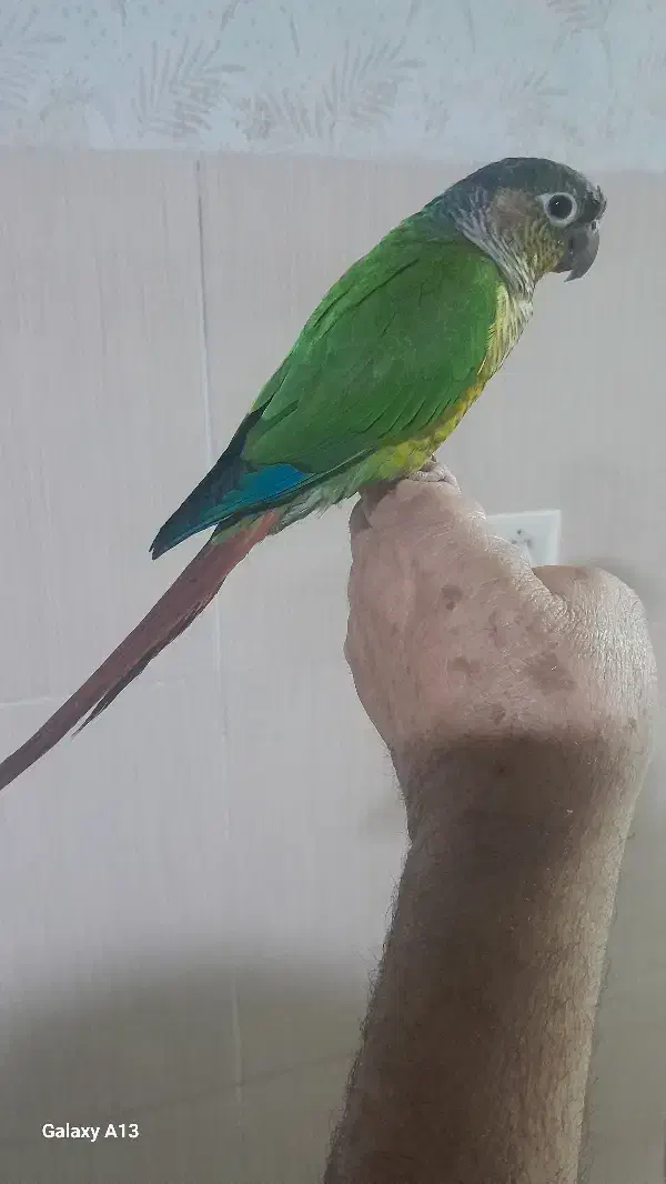 طوطی گرین چیک سخنگو|پرنده|الیگودرز, |دیوار