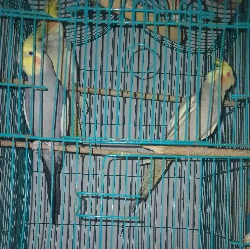 عروس هلندی|پرنده|رشت, انصاری|دیوار