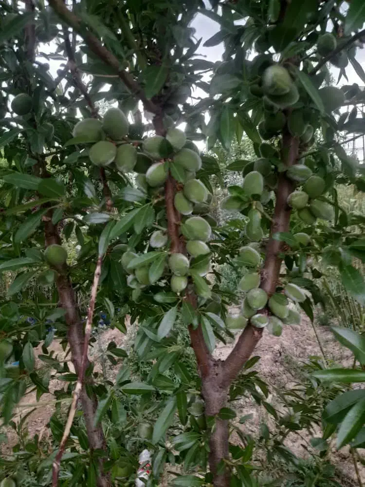 نهال اصفهان|گل و گیاه طبیعی|شاهینشهر, شهرک ردانی پور|دیوار