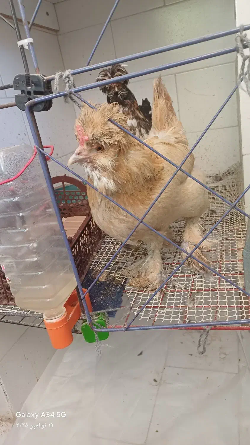 مرغ سلطان|حیوانات مزرعه|قم, بکایی|دیوار