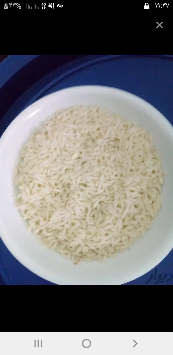 برنج طارم هاشمی نوج یا راتو ن قیمت اعلامی از شما|خوردنی و آشامیدنی|دابودشت, |دیوار