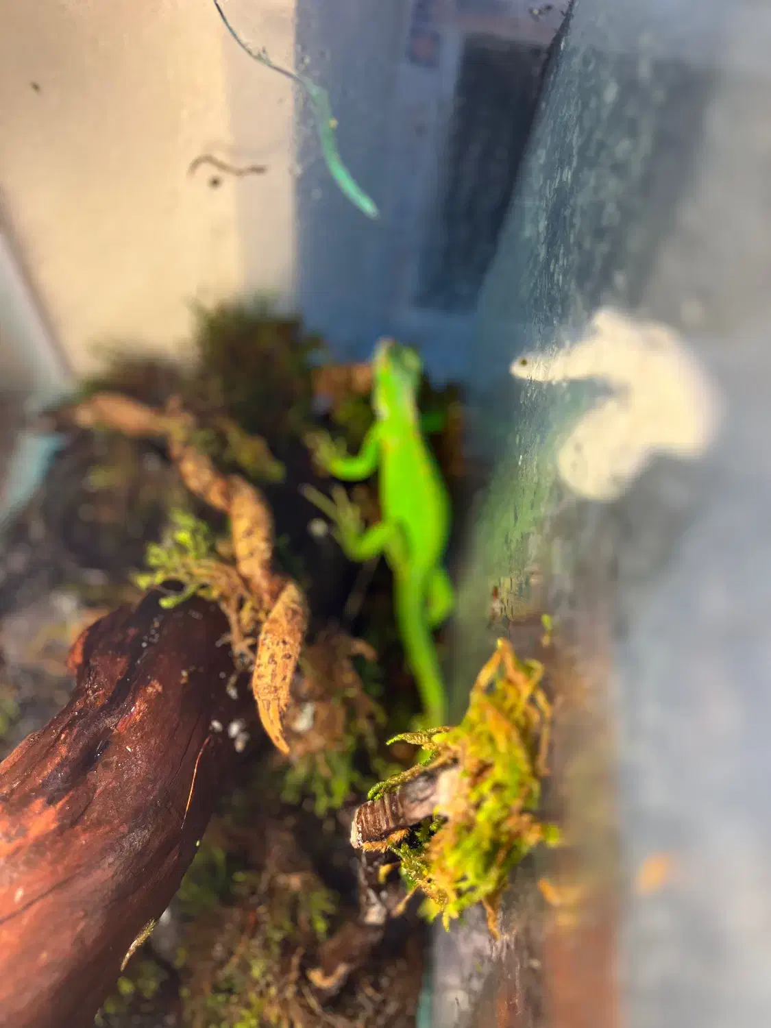 خزنده حیوانات|خزنده|تهران, ائمه اطهار|دیوار