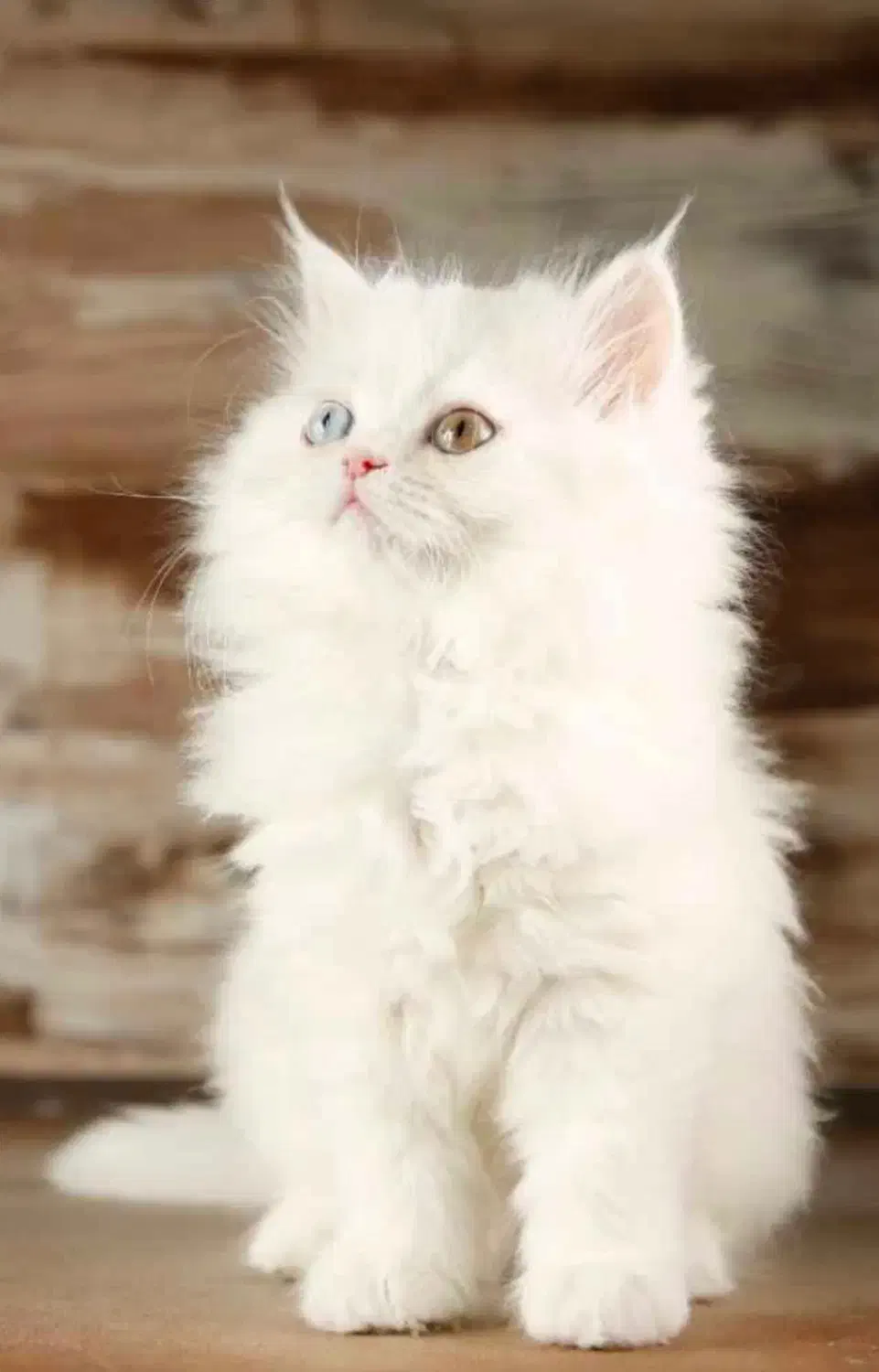 گربه پرشین|گربه|بندرعباس, |دیوار