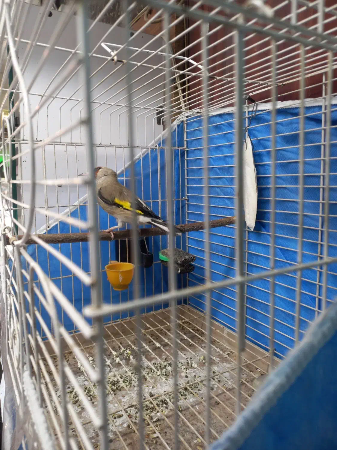 سهره کرمونی دو رگ ، قفس|پرنده|مشهد, شفا|دیوار