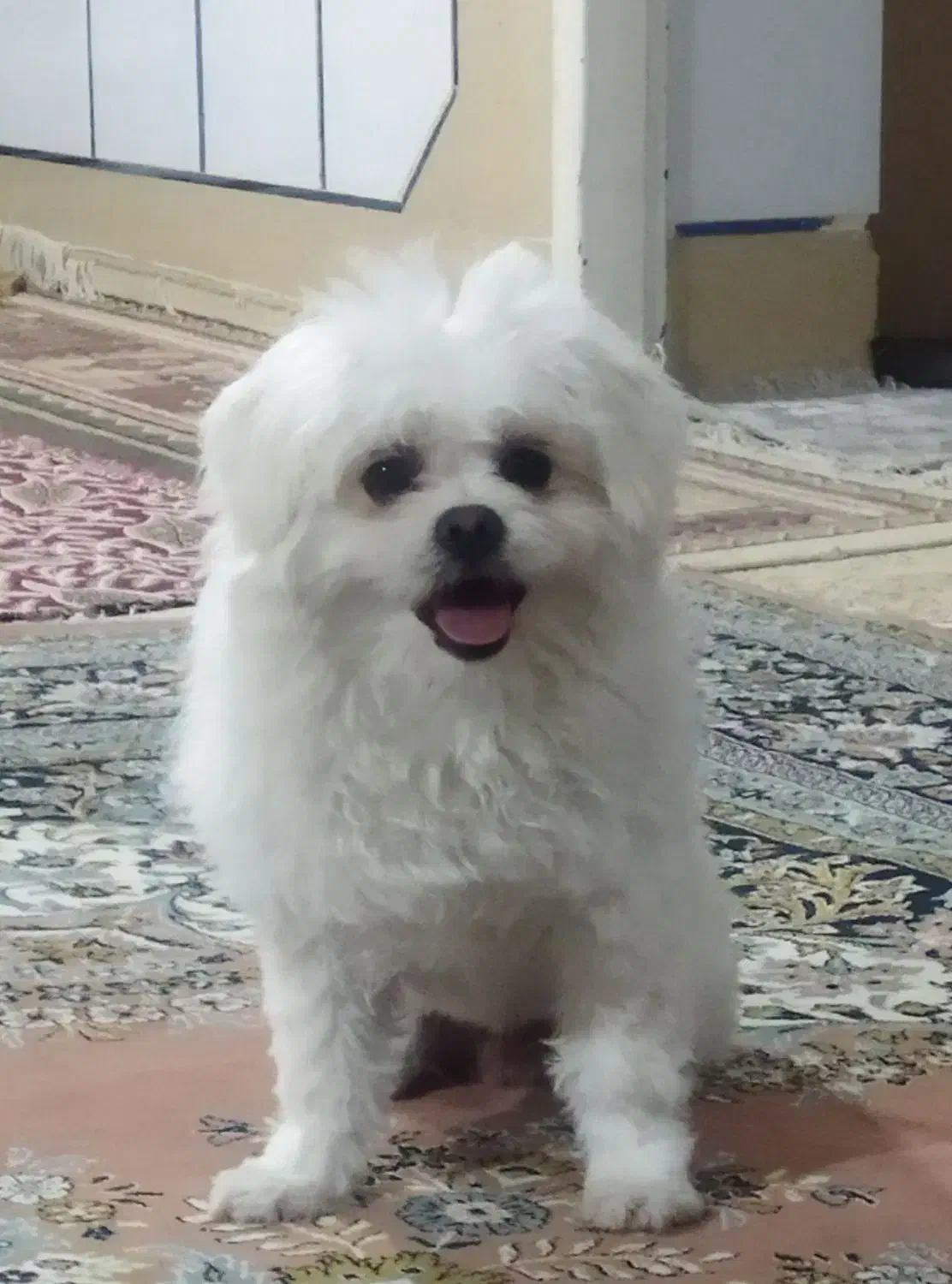 سگ گمشده|حیوانات|شیراز, شهدای شهرک سعدی|دیوار