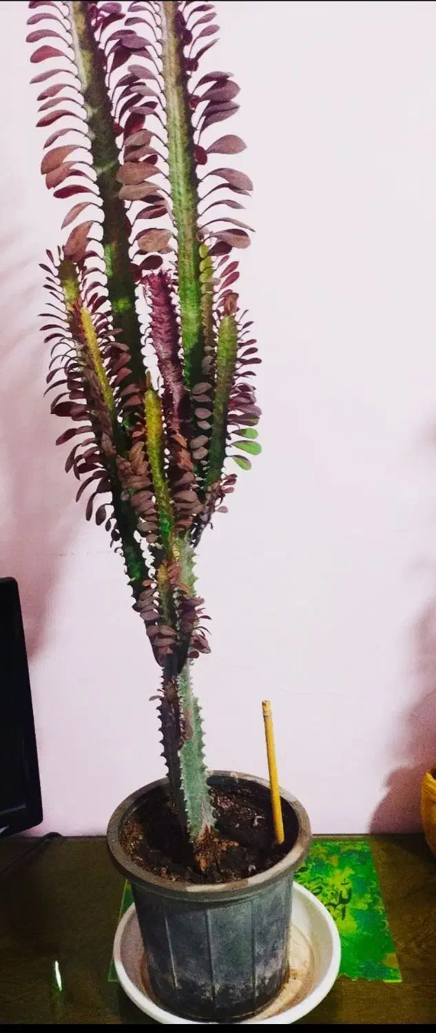 زیبا وسرحال|گل و گیاه طبیعی|سرپل ذهاب, |دیوار