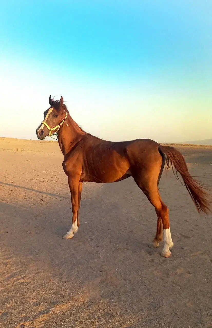 حیوانات|اسب و تجهیزات اسب‌سواری|کویرات, |دیوار