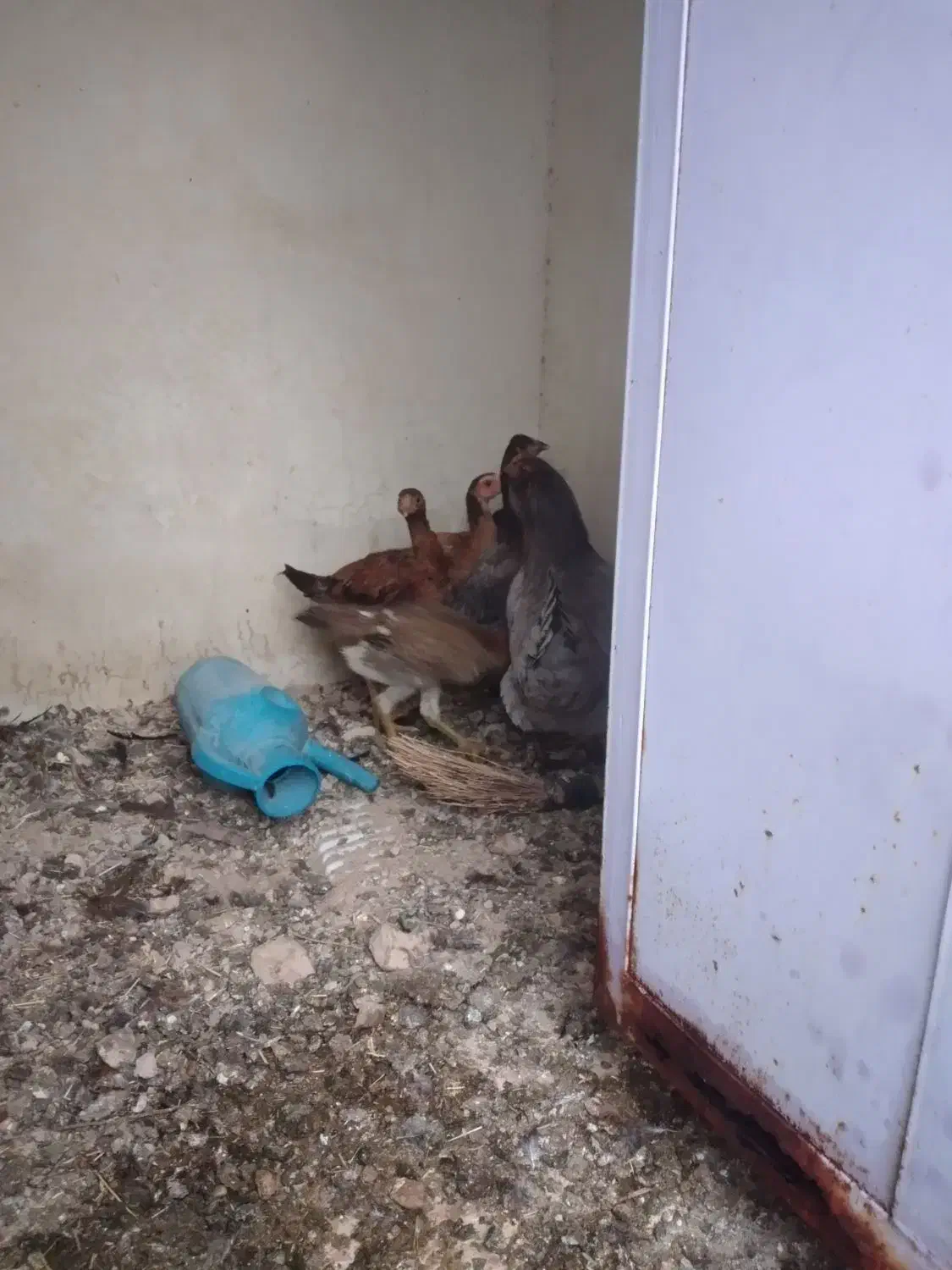 جوجه لاری و مرغ گلین|حیوانات مزرعه|ایجرود, |دیوار