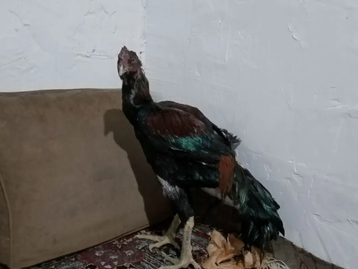 خروس لاری|پرنده|قمرود, |دیوار