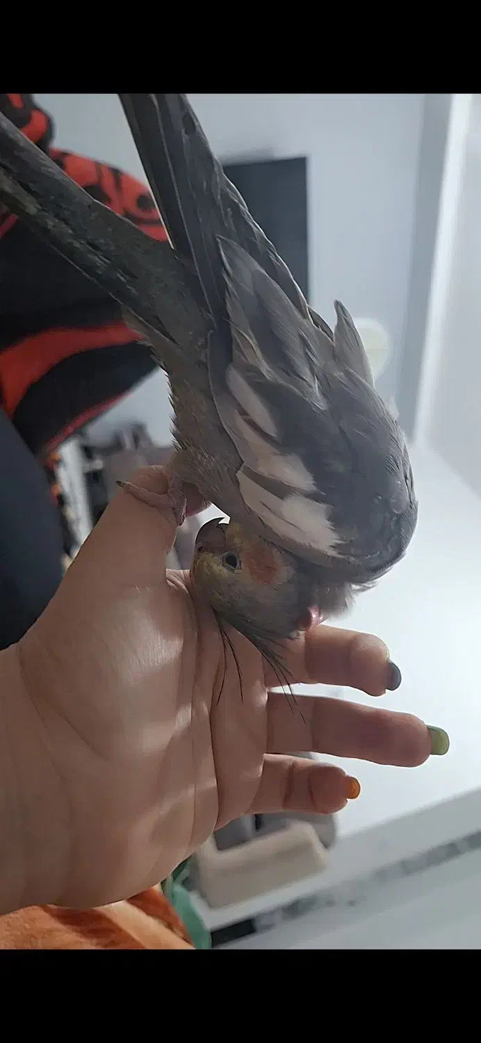 گم شده|پرنده|بهبهان, |دیوار