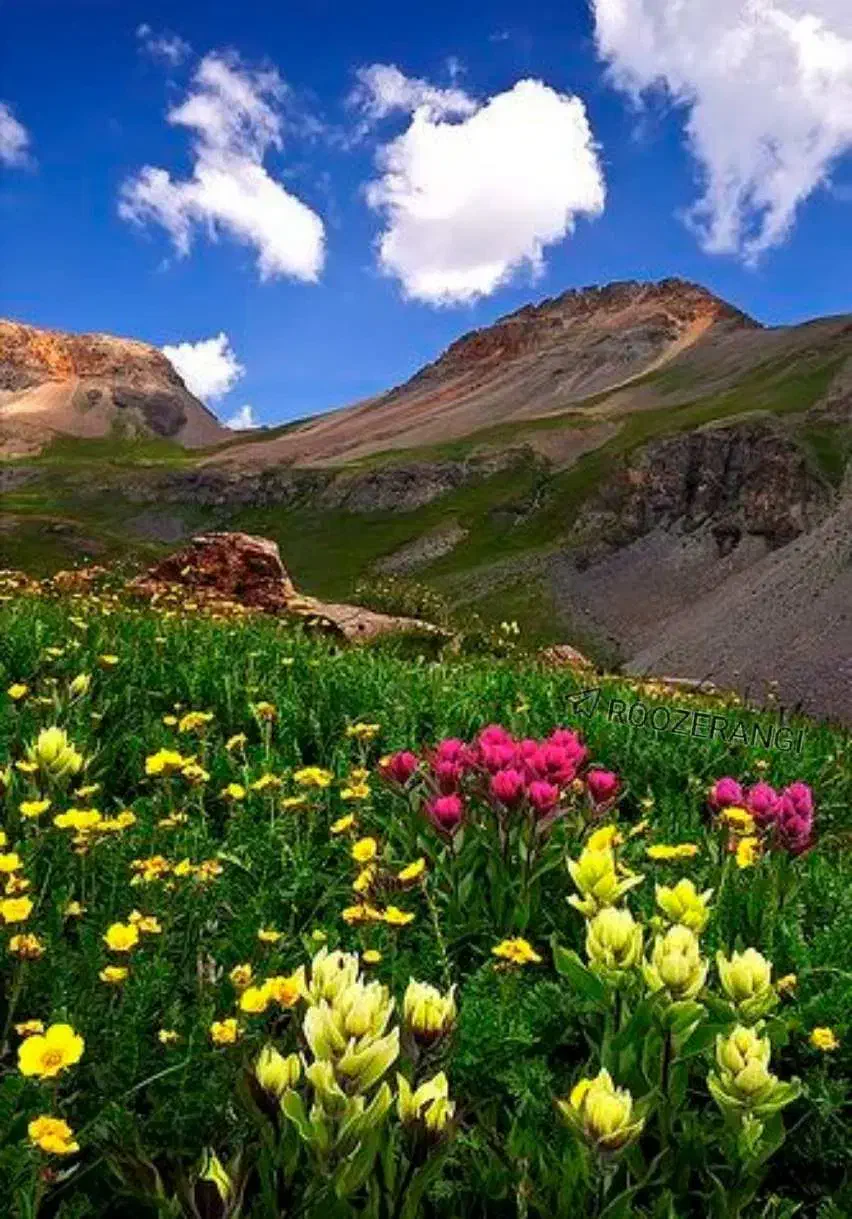 گم شده|اشیا|تربتحیدریه, بالا ولایت|دیوار